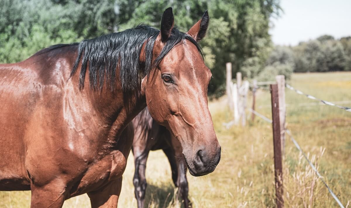 Innowacje w ogrodzeniach elektrycznych dla koni i ich wpływ na hodowlę
