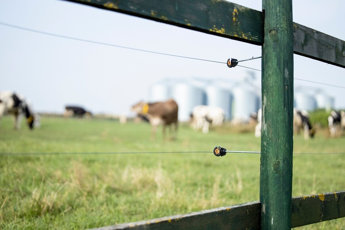 Jak wybrać najlepsze ogrodzenie elektryczne dla hodowli bydła?